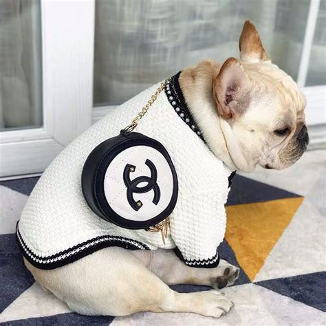 purrfect Chanel dog